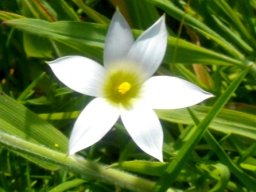 Romulea flava